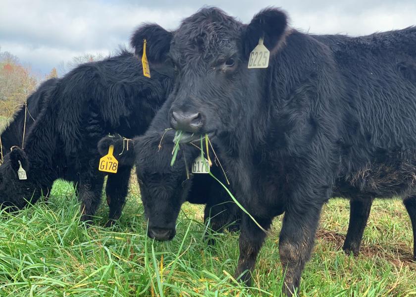 'Sacrifice Pastures' Spare Best Cattle Grazing Pastures | Drovers